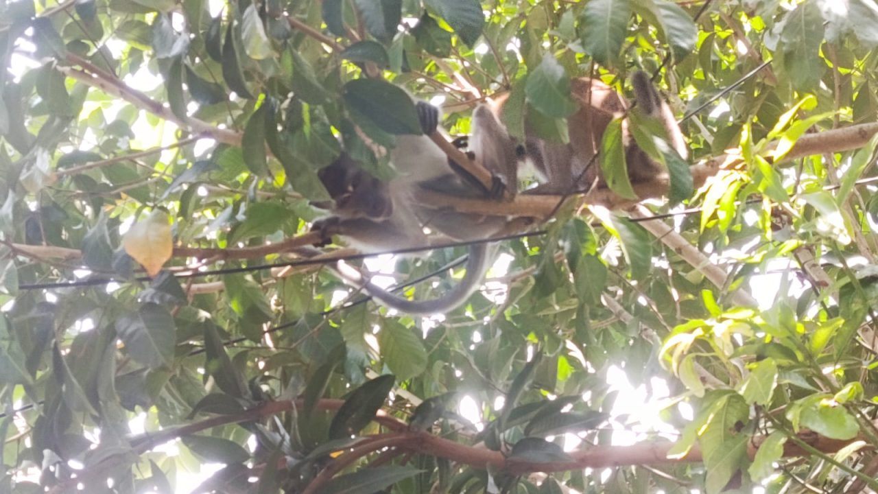 monyet  berkeliaran di Perumahan BTI Samarinda