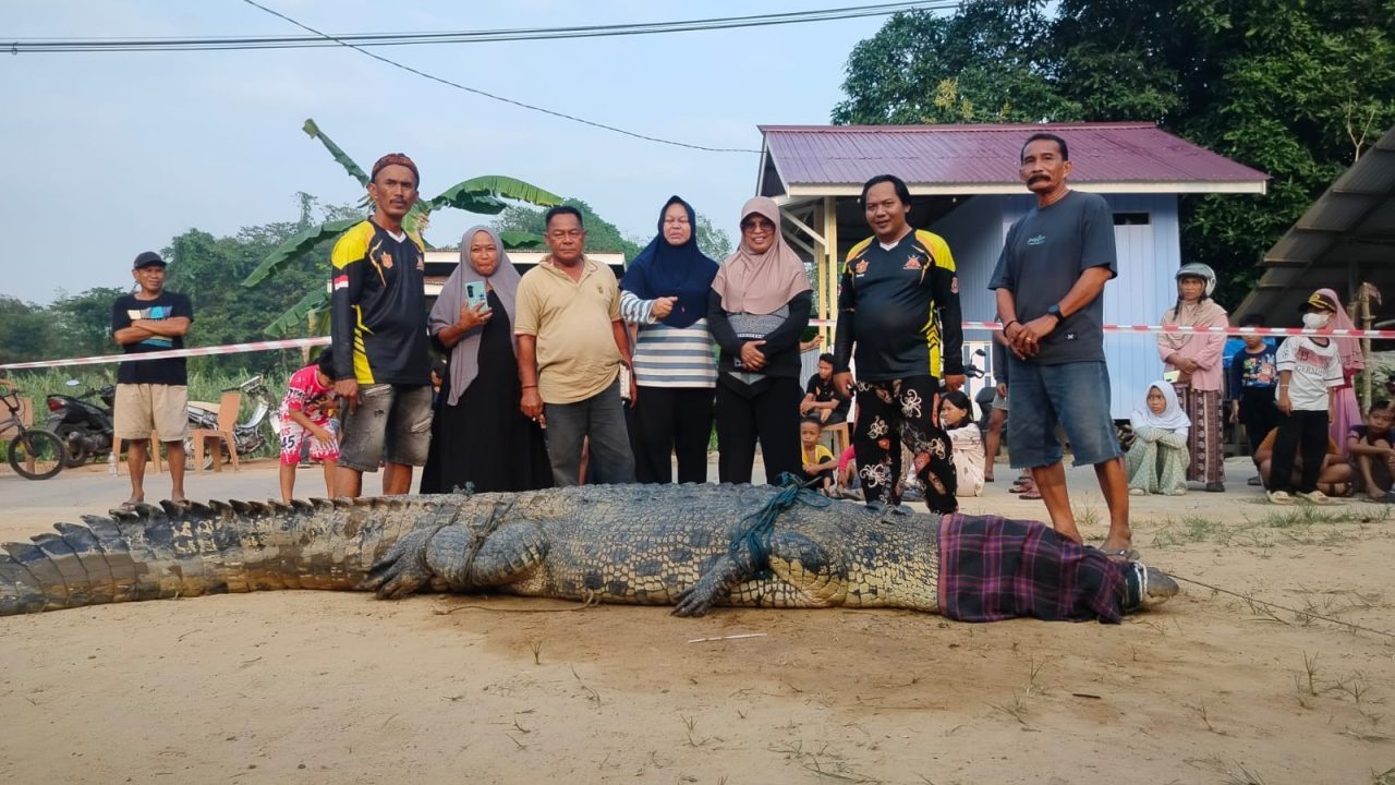 Usai  Terkam Warga,  .Monster Sangatta, ditangkap tim LKK Kutim