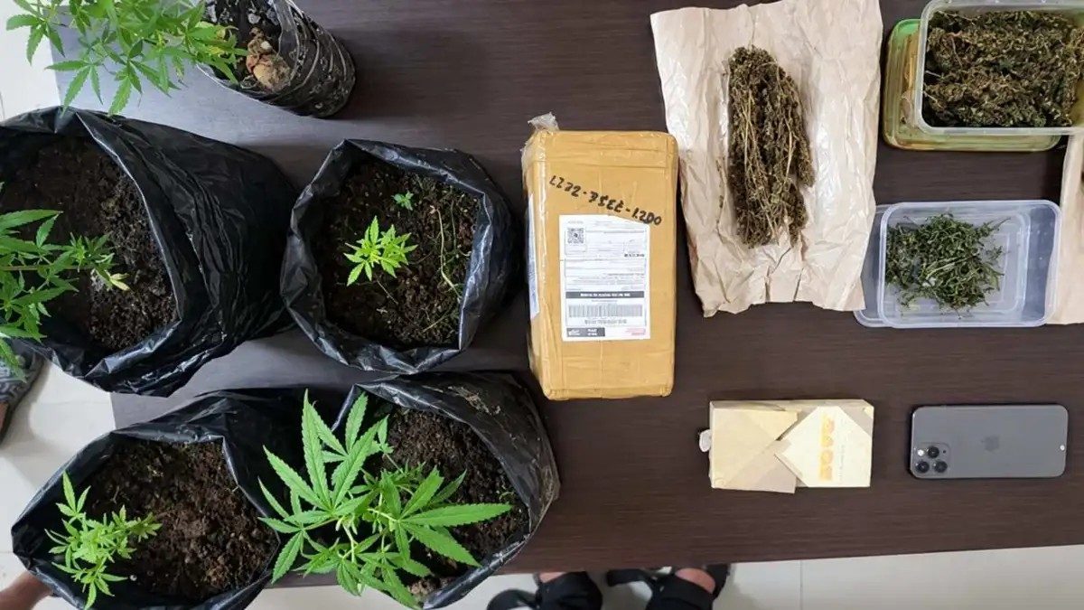 Resnarkoba Polres  Kutim temukan tanaman ganja, NDK ditangkap bersama Paket ganja kering di  Karangan hilir,