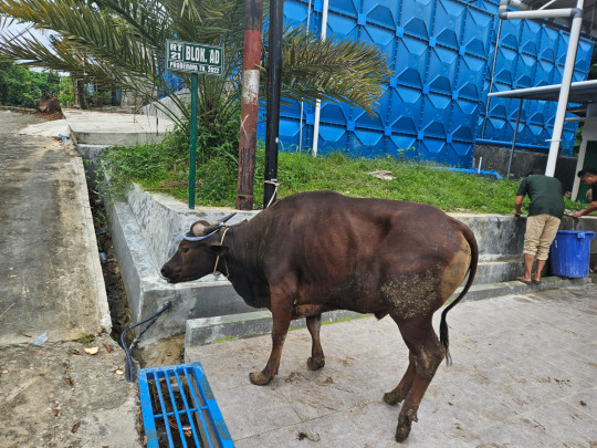 RATUSAN EKOR HEWAN KURBAN DISEMBELIH