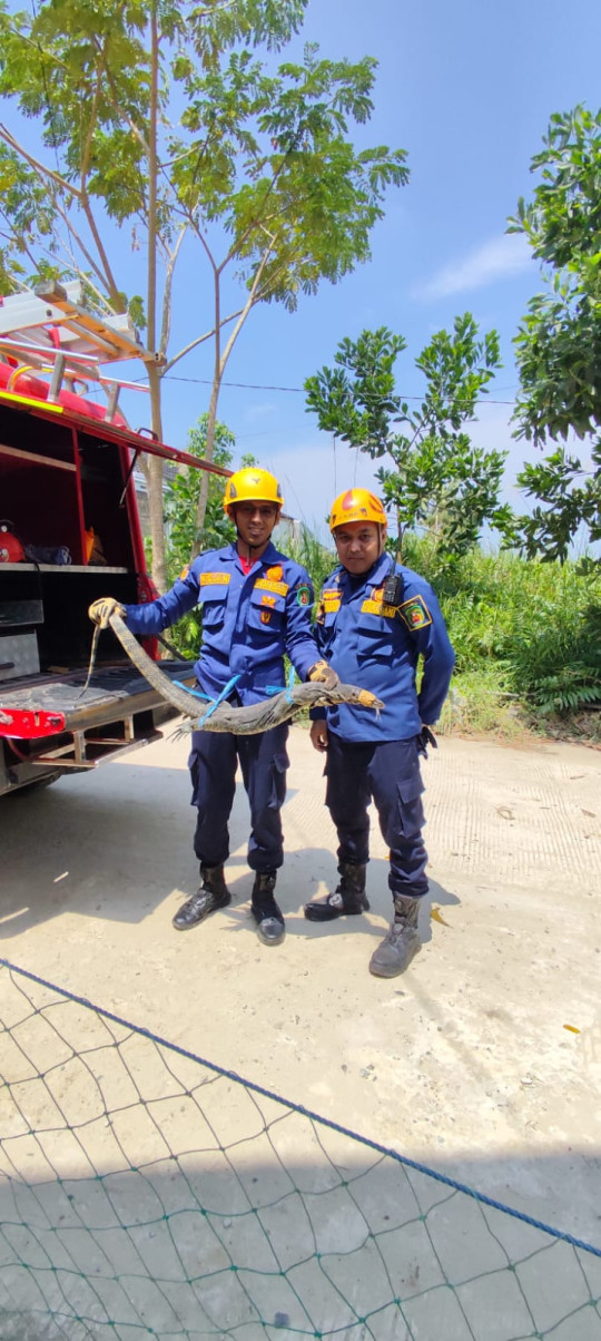 Damkar kutim  amankan biawak resahkan warga masyarakat.