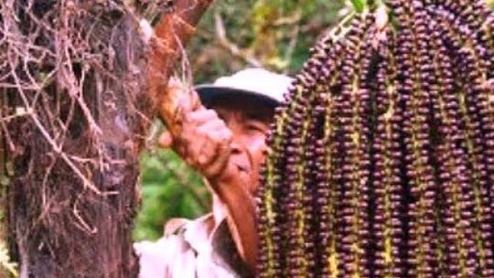Aren Genjah kembali naik daun lagi