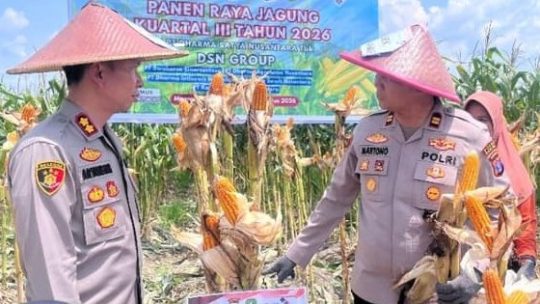 polres kutim berhasil panen raya jagung di areal pt dsn.     sangatta
