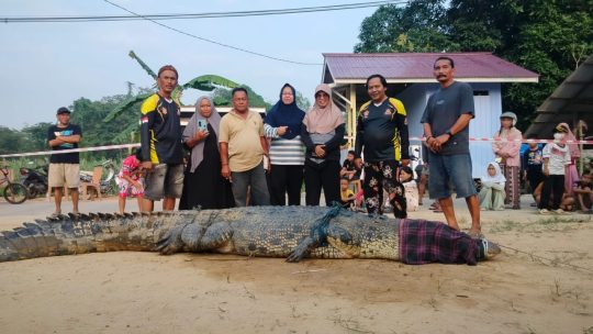 Usai  Terkam Warga,  .Monster Sangatta, ditangkap tim LKK Kutim